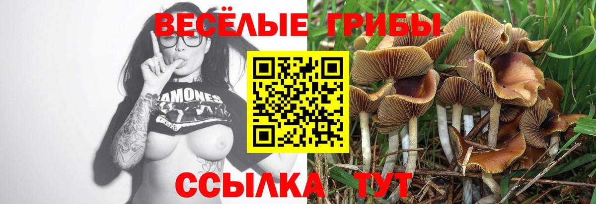 Янаул  где найти   Вход с VPN  Галлюциногенные грибы Psilocybe 